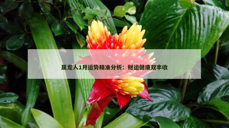 属龙人1月运势精准分析：财运健康双丰收
