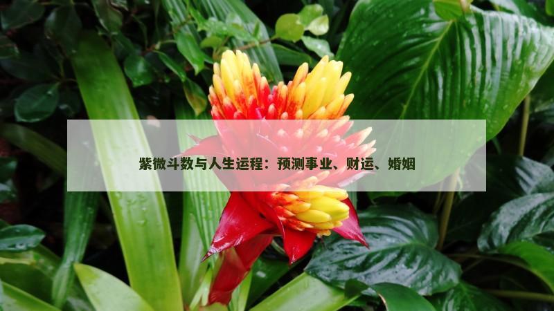 紫微斗数与人生运程：预测事业、财运、婚姻