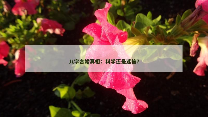 八字合婚真相：科学还是迷信？