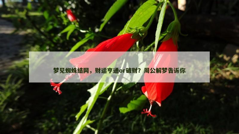 梦见蜘蛛结网，财运亨通or破财？周公解梦告诉你