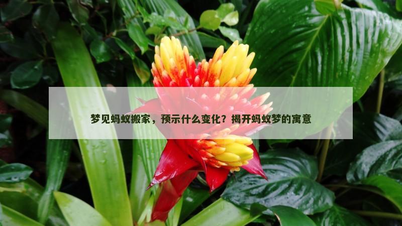 梦见蚂蚁搬家，预示什么变化？揭开蚂蚁梦的寓意