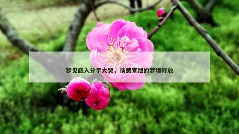 梦见恋人分手大哭，情感宣泄的梦境释放