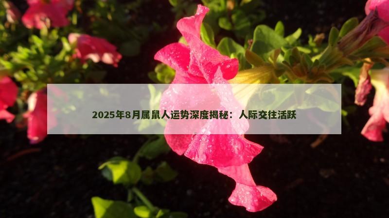 2025年8月属鼠人运势深度揭秘：人际交往活跃