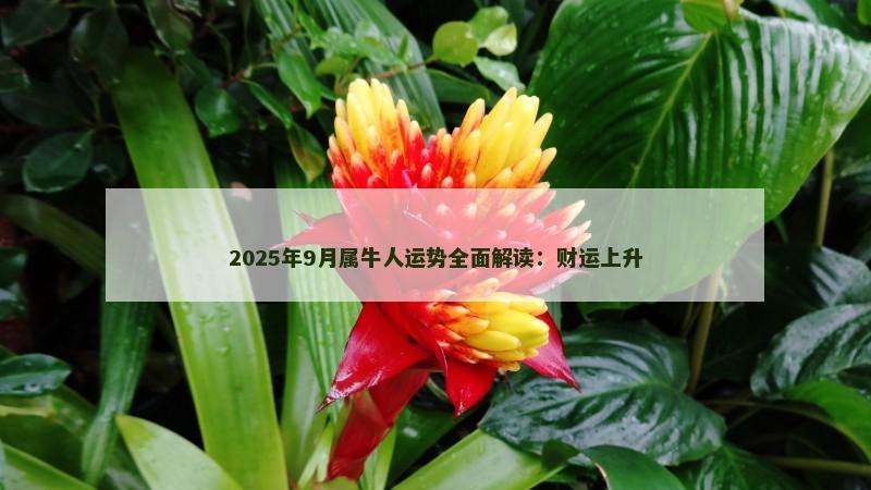 2025年9月属牛人运势全面解读：财运上升