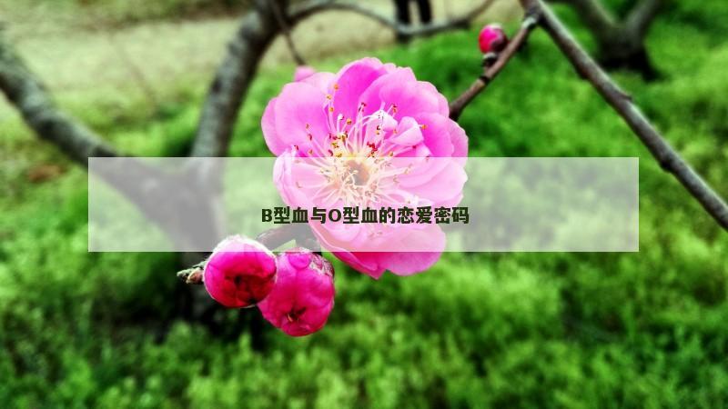 B型血与O型血的恋爱密码