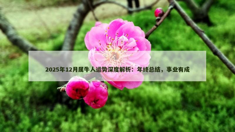 2025年12月属牛人运势深度解析：年终总结，事业有成