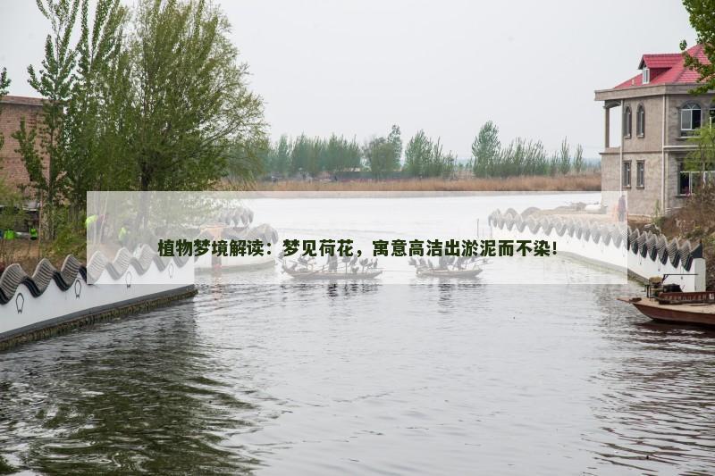植物梦境解读：梦见荷花，寓意高洁出淤泥而不染！
