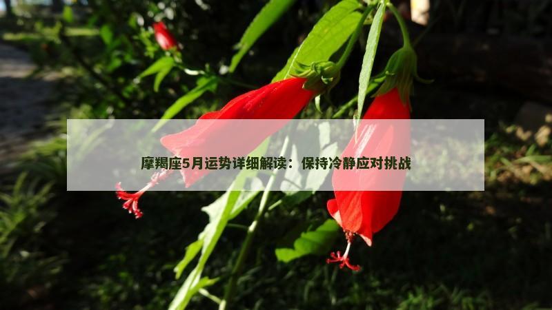 摩羯座5月运势详细解读：保持冷静应对挑战