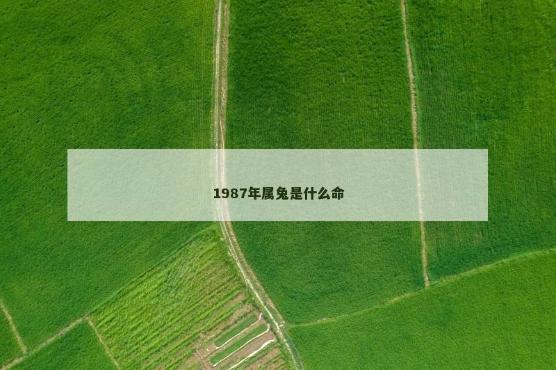 1987年属兔是什么命