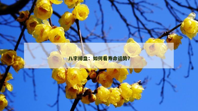 八字排盘：如何看寿命运势？