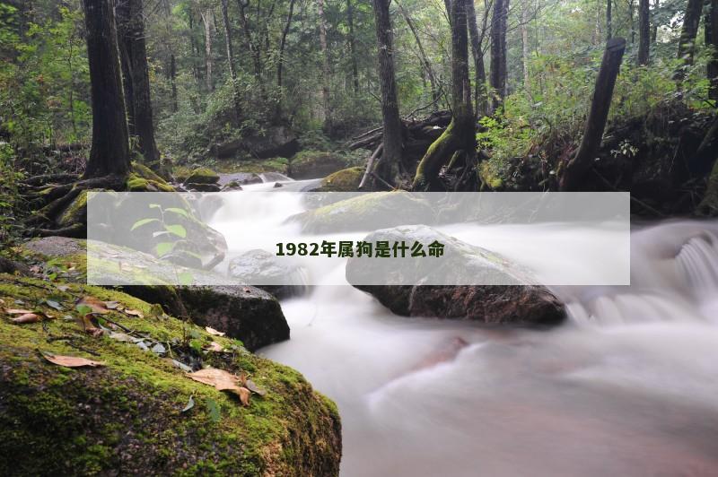 1982年属狗是什么命