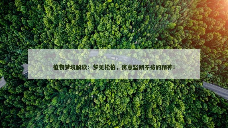植物梦境解读：梦见松柏，寓意坚韧不拔的精神！