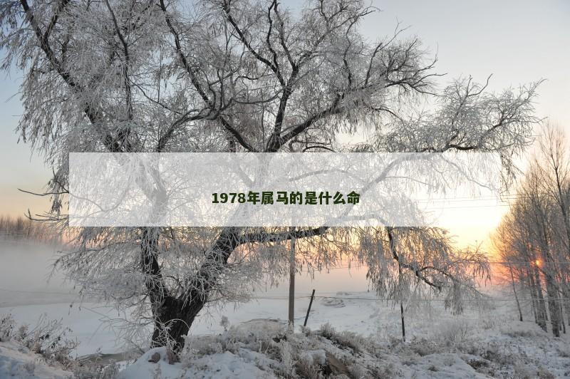 1978年属马的是什么命