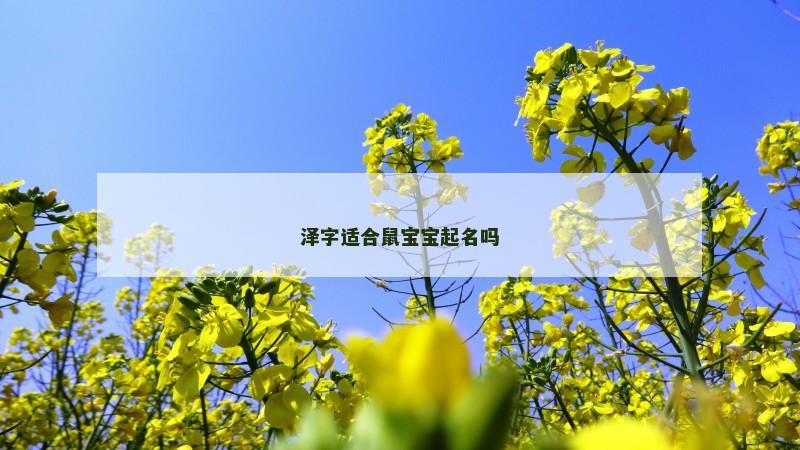 泽字适合鼠宝宝起名吗