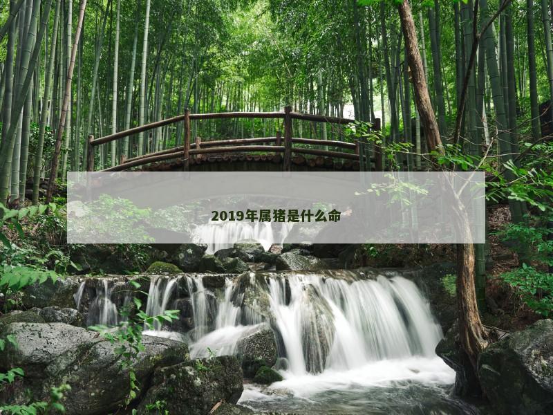 2019年属猪是什么命