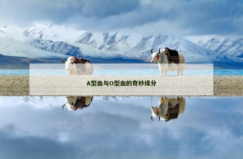 A型血与O型血的奇妙缘分