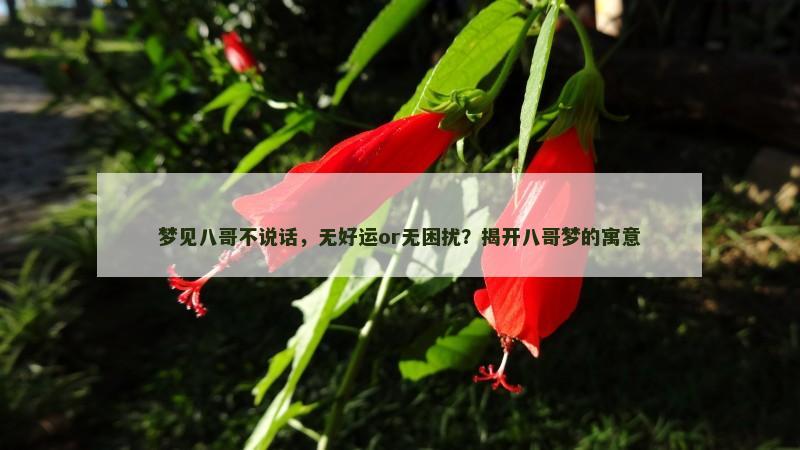梦见八哥不说话，无好运or无困扰？揭开八哥梦的寓意
