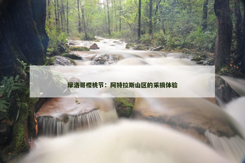 摩洛哥樱桃节：阿特拉斯山区的采摘体验