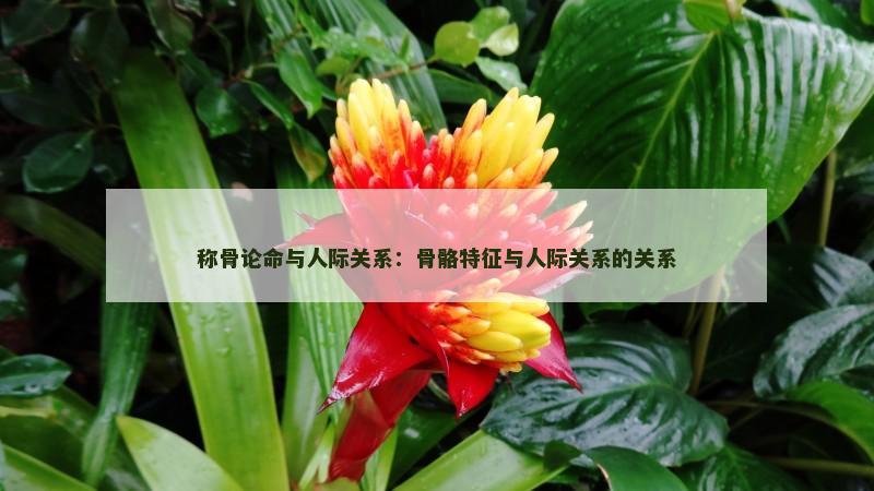 称骨论命与人际关系:骨骼特征与人际关系的关系 称骨论命与人际关系:骨骼特征与人际关系的关系