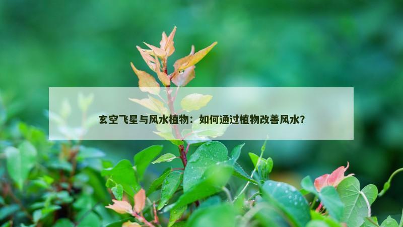 玄空飞星与风水植物:如何通过植物改善风水? 玄空飞星与风水植物:如何通过植物改善风水?