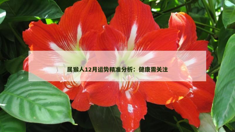 属猴人12月运势精准分析：健康需关注