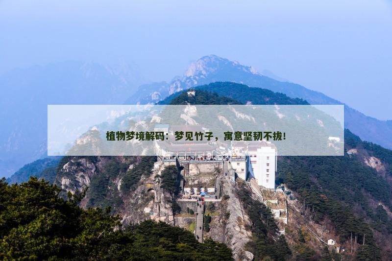植物梦境解码:梦见竹子,寓意坚韧不拔! 植物梦境解码:梦见竹子,寓意坚韧不拔!
