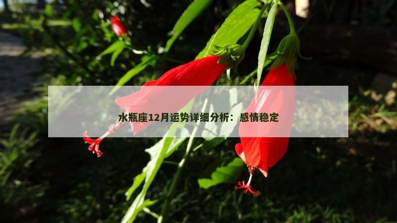 水瓶座12月运势详细分析:感情稳定 水瓶座12月运势详细分析:感情稳定