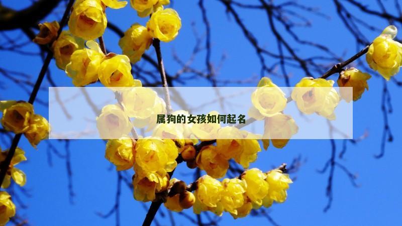属狗的女孩如何起名 属狗的女孩如何起名