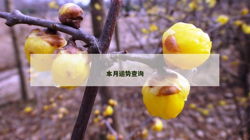 本月运势查询