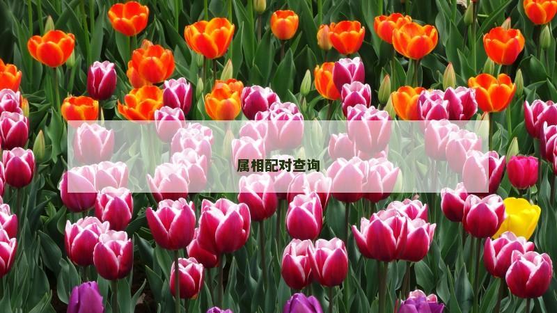 属相配对查询 属相配对查询