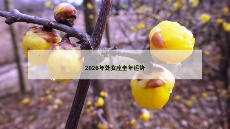 2026年处女座全年运势