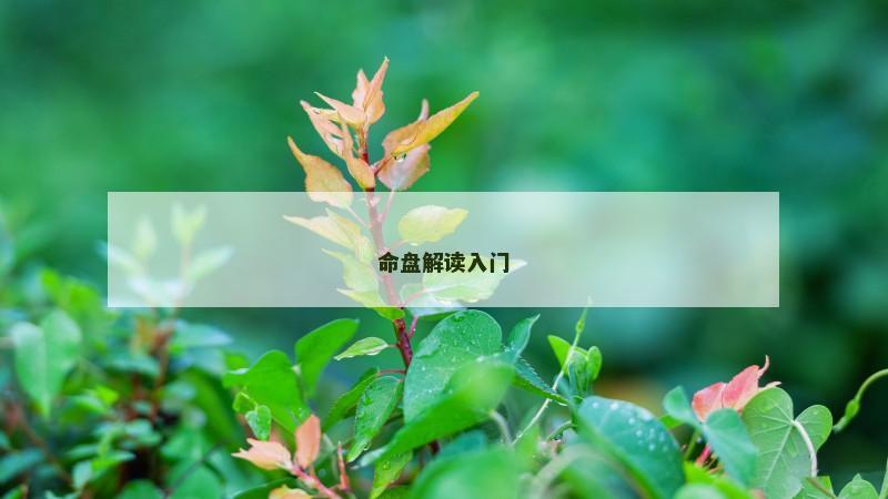 命盘解读入门