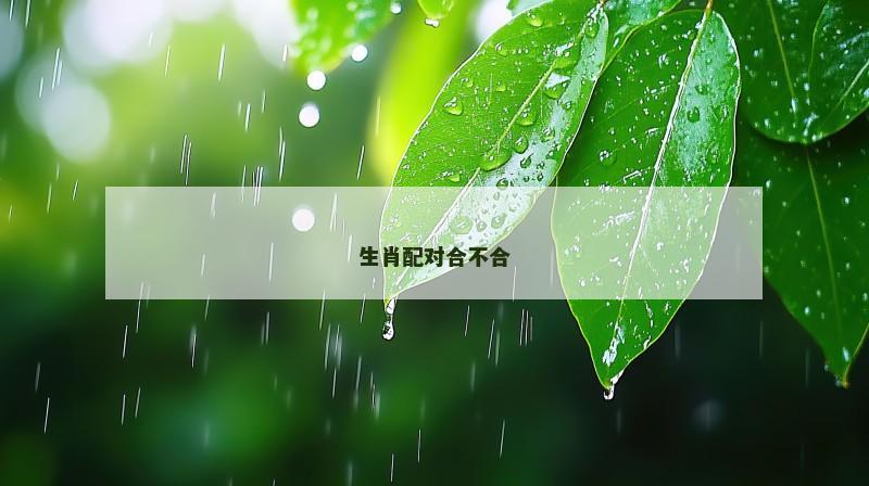 生肖配对合不合
