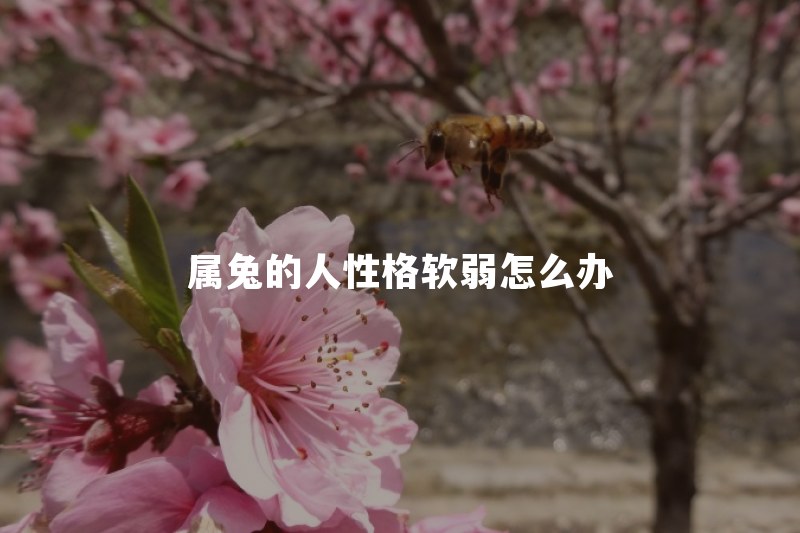 属兔的人性格软弱怎么办？总是不敢拒绝别人怎么改变