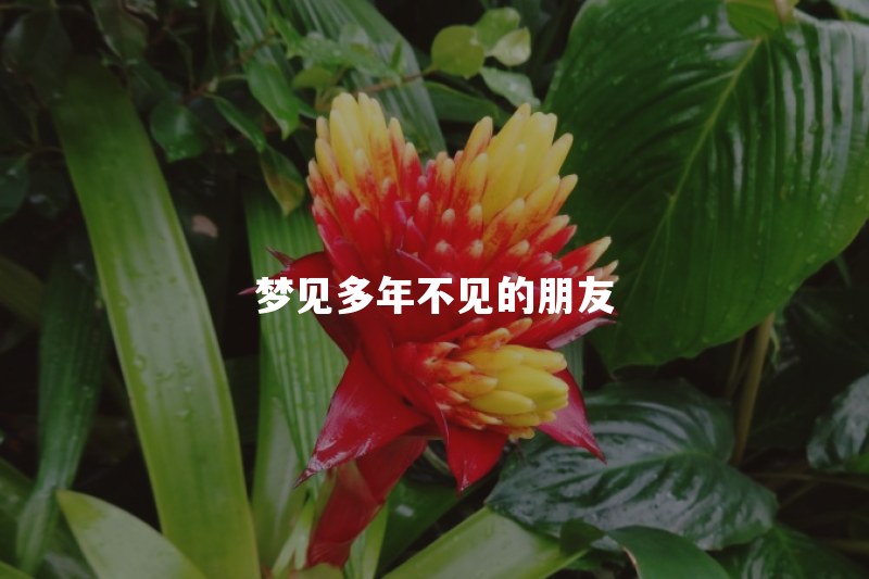 梦见多年不见的朋友是什么预兆？突然梦到老朋友说明什么